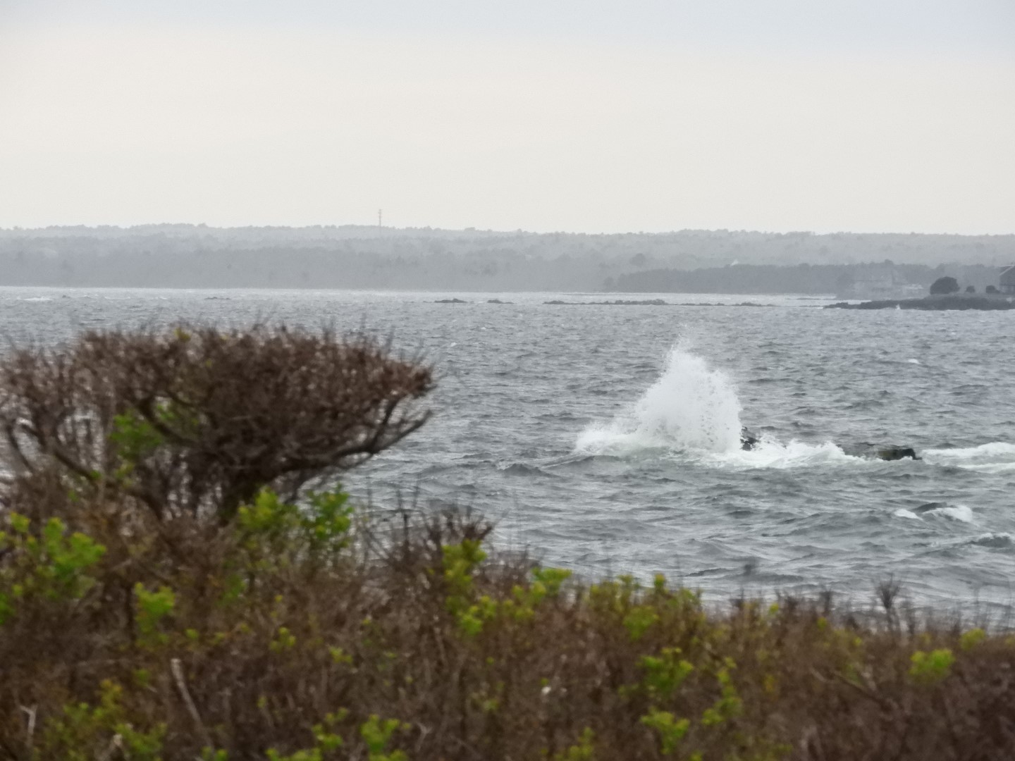 Maine Coast near Bush Compound  8 of 14 (#8138)