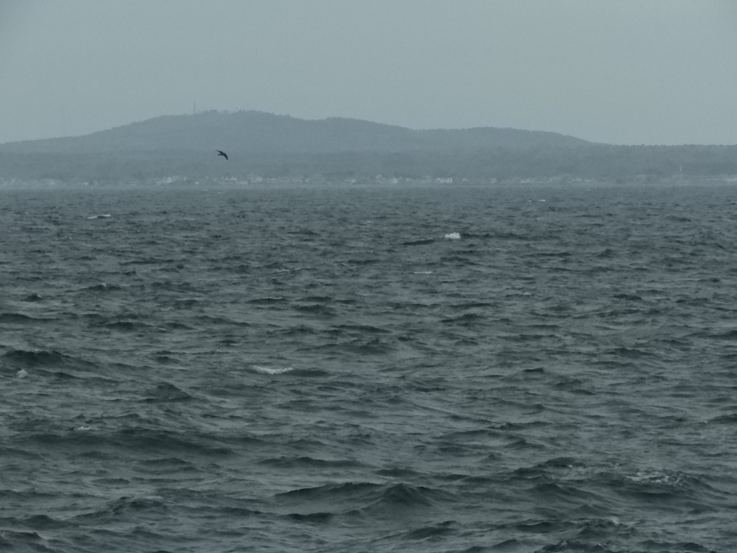 Maine Coast near Bush Compound 12 of 14 (#8142)