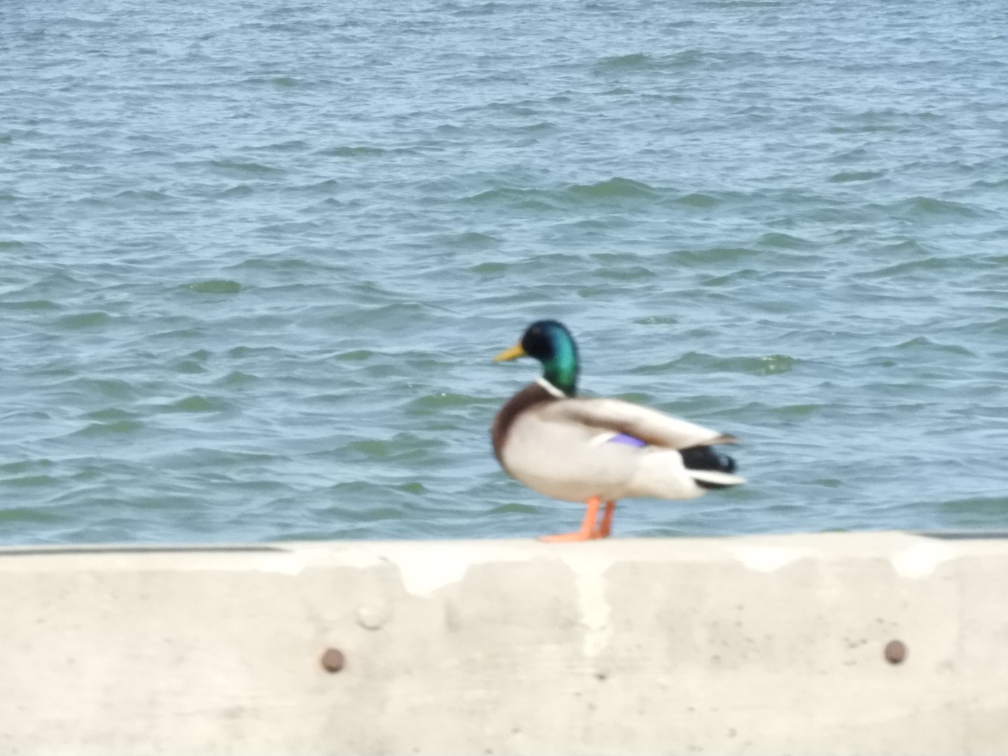 Miller Ferry Island Transportation 8 of 10 (#8316)