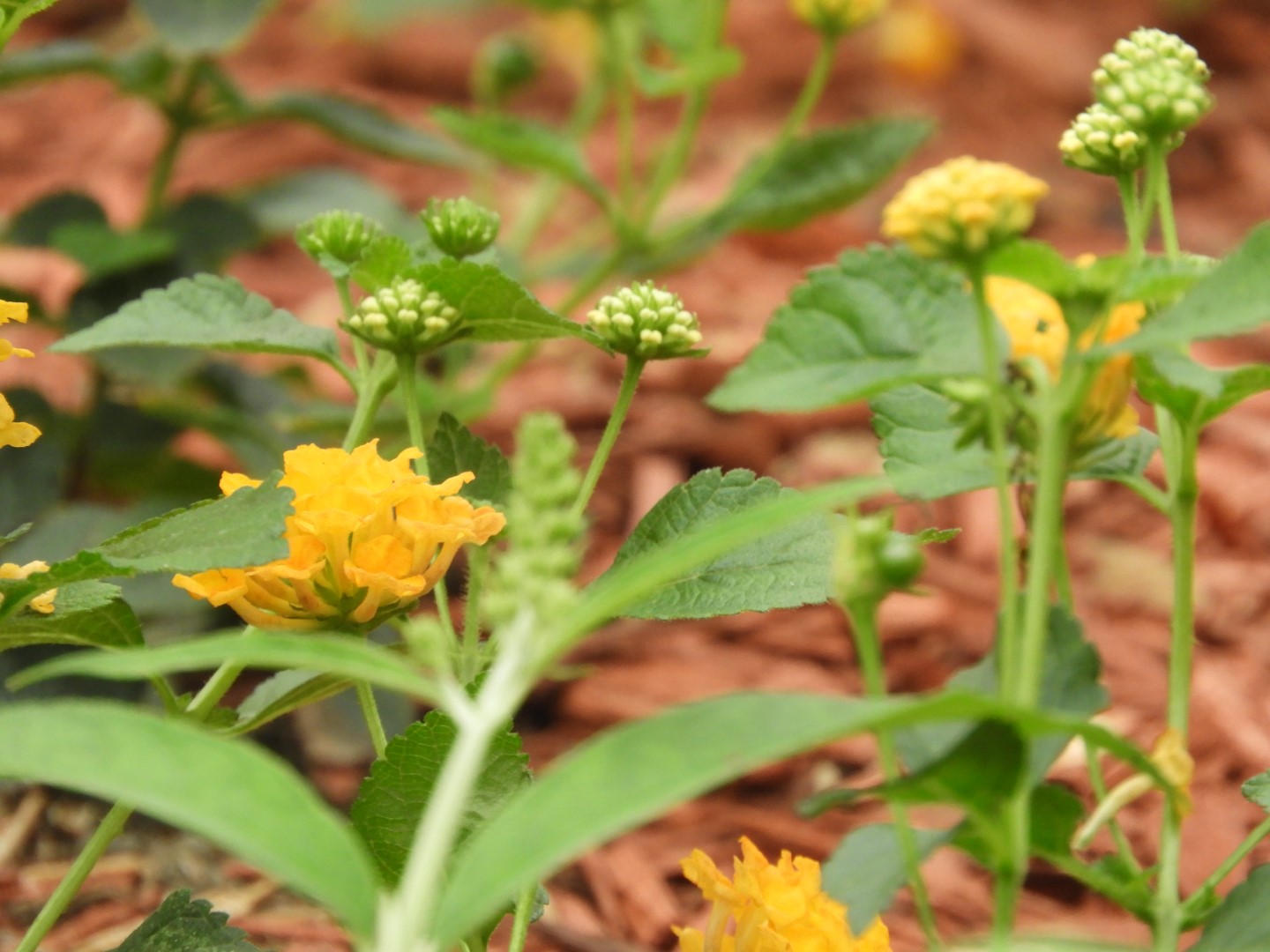 The humid Buttlerfly House  2 of  7 (#8365)