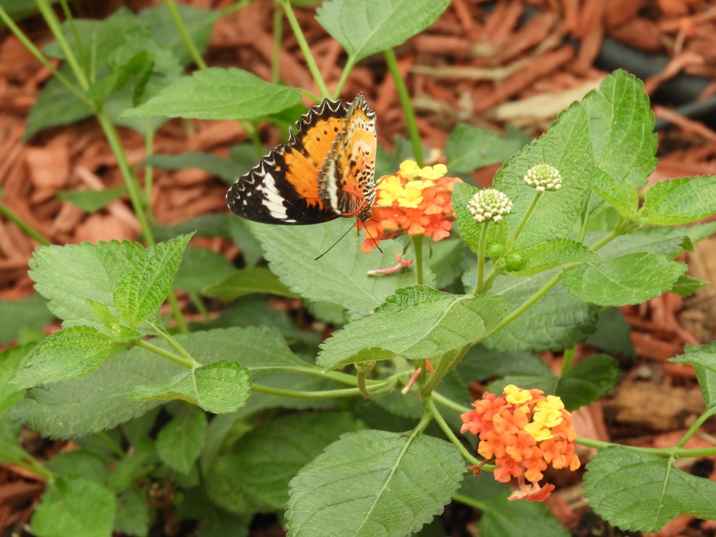The humid Buttlerfly House  5 of  7 (#8372)
