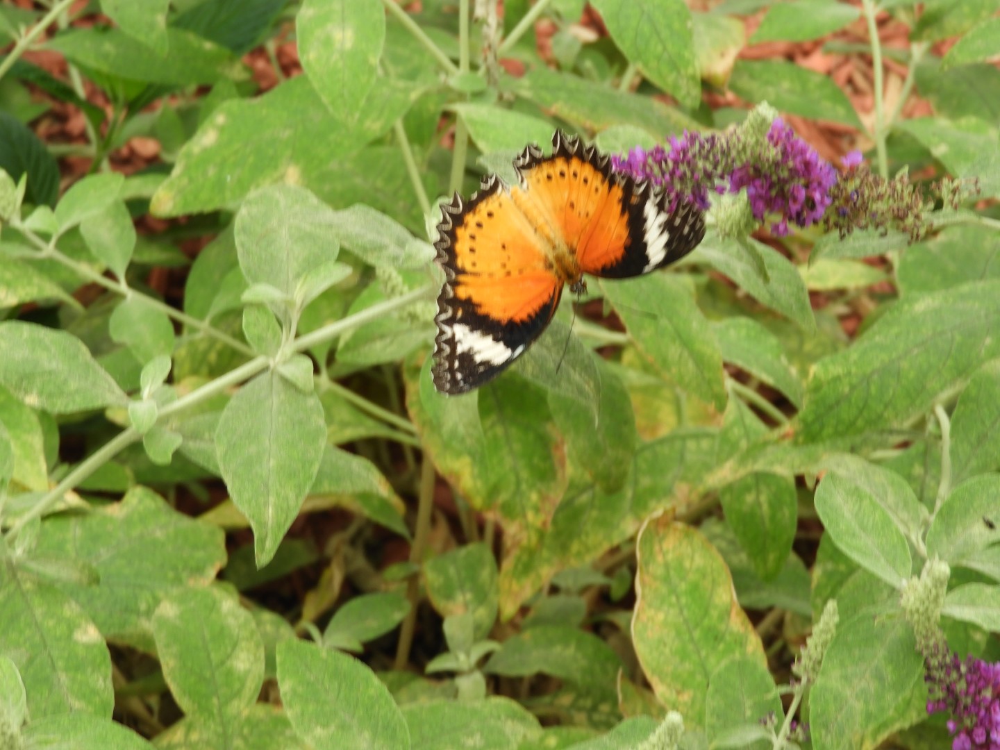 The humid Buttlerfly House  6 of  7 (#8376)