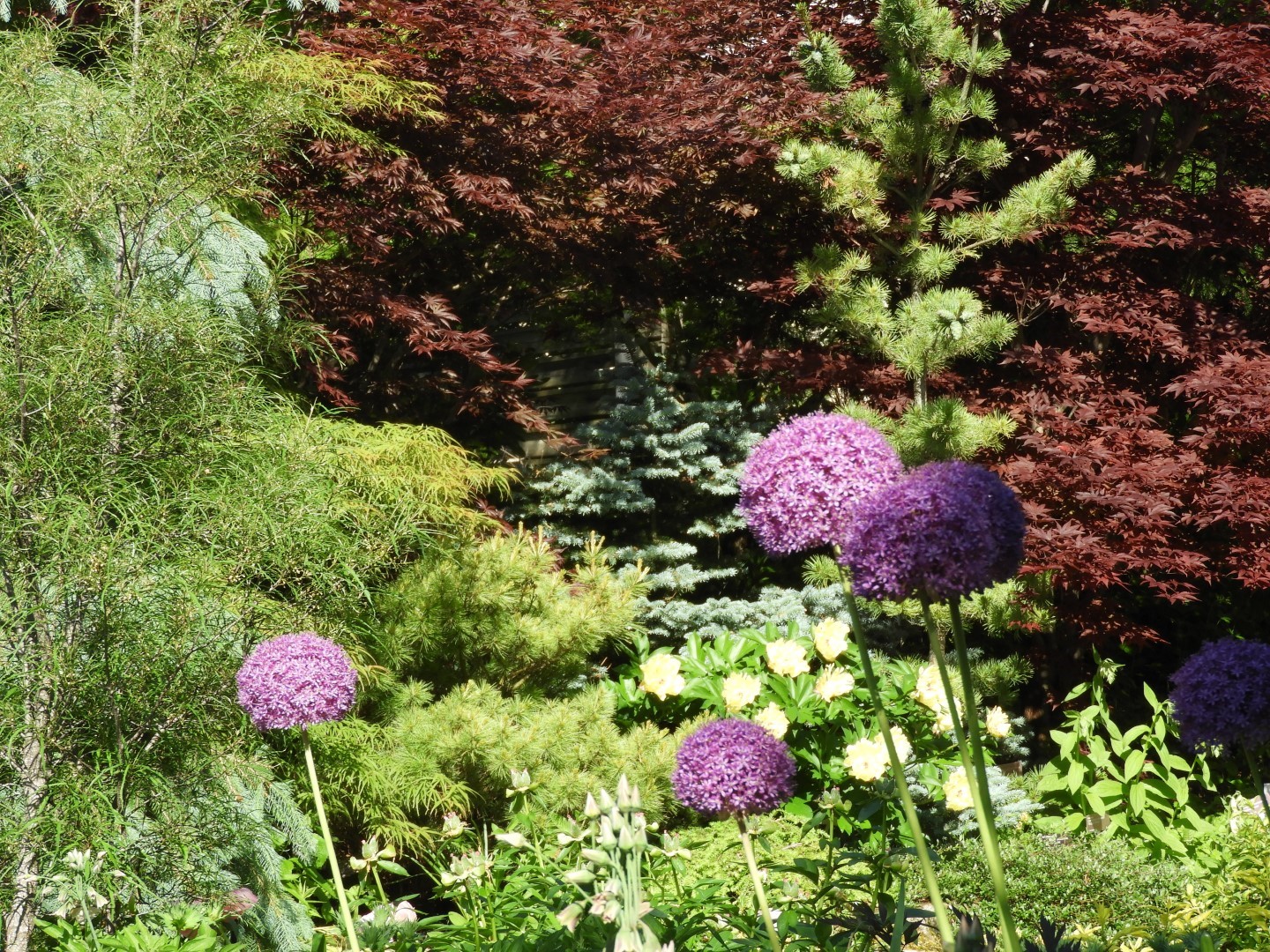Flowers and trees at Edwards Garden-Toronto Botanical Garden ON 2 of 28 (#8515)