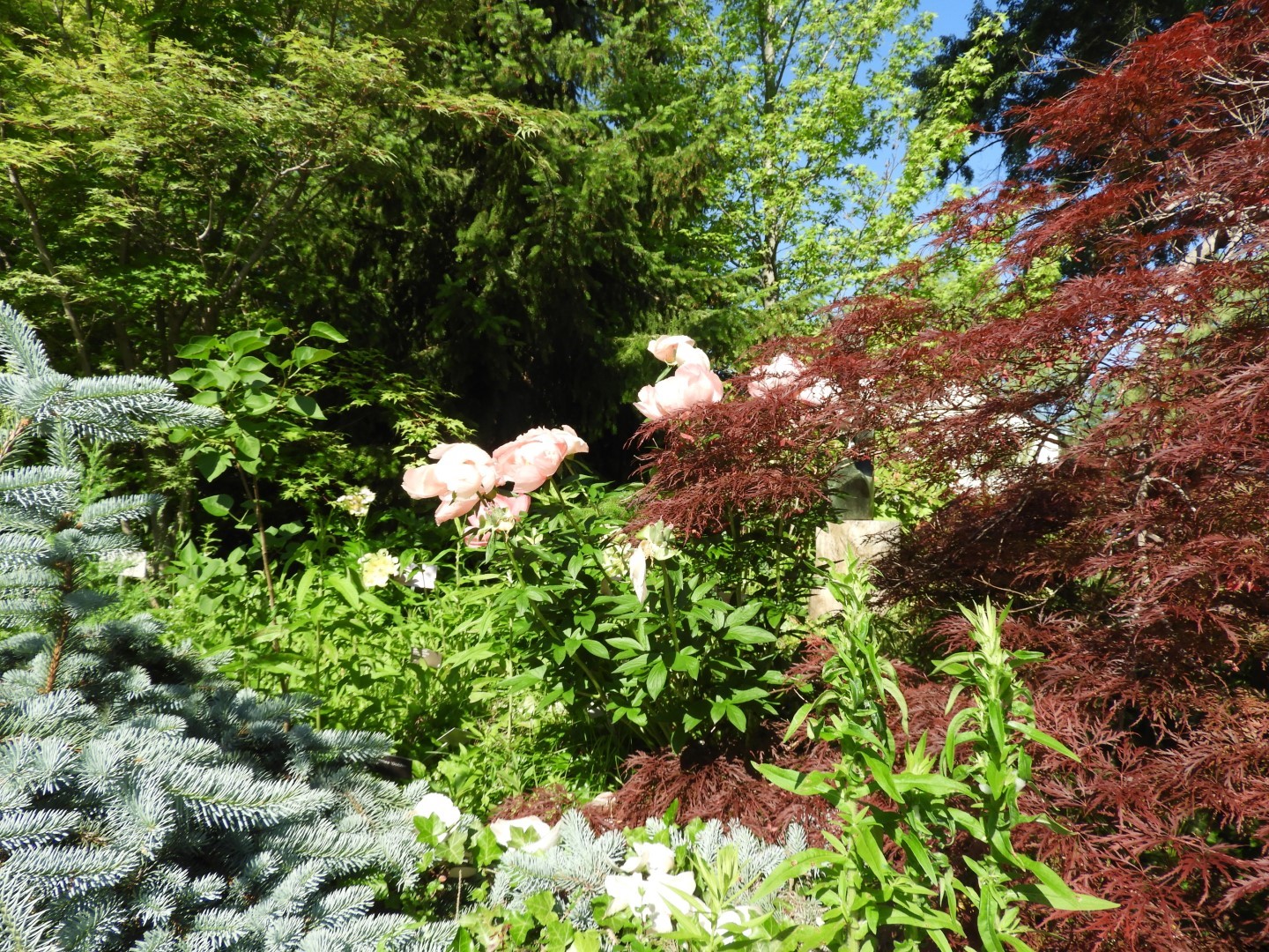 Flowers and trees at Edwards Garden-Toronto Botanical Garden ON 4 of 28 (#8517)