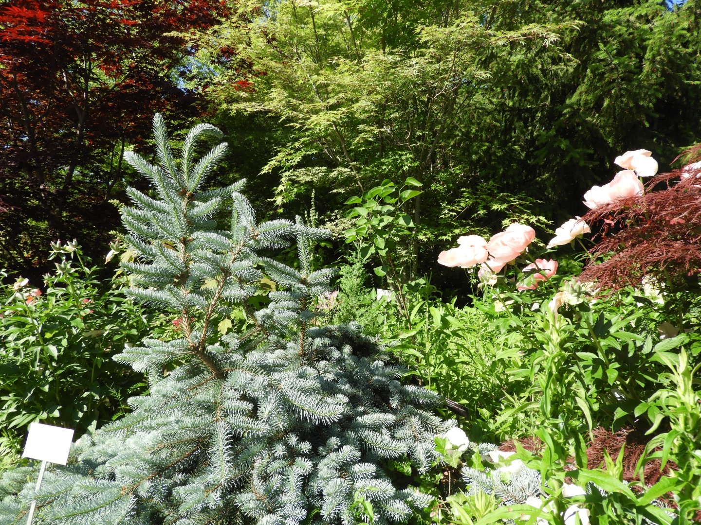 Flowers and trees at Edwards Garden-Toronto Botanical Garden ON 5 of 28 (#8518)