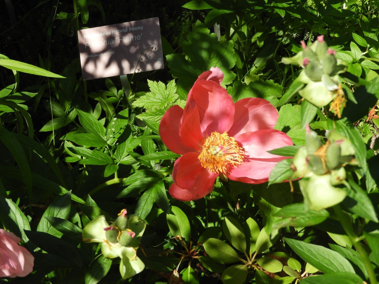 Flowers and trees at Edwards Garden-Toronto Botanical Garden ON 6 of 28 (#8519)