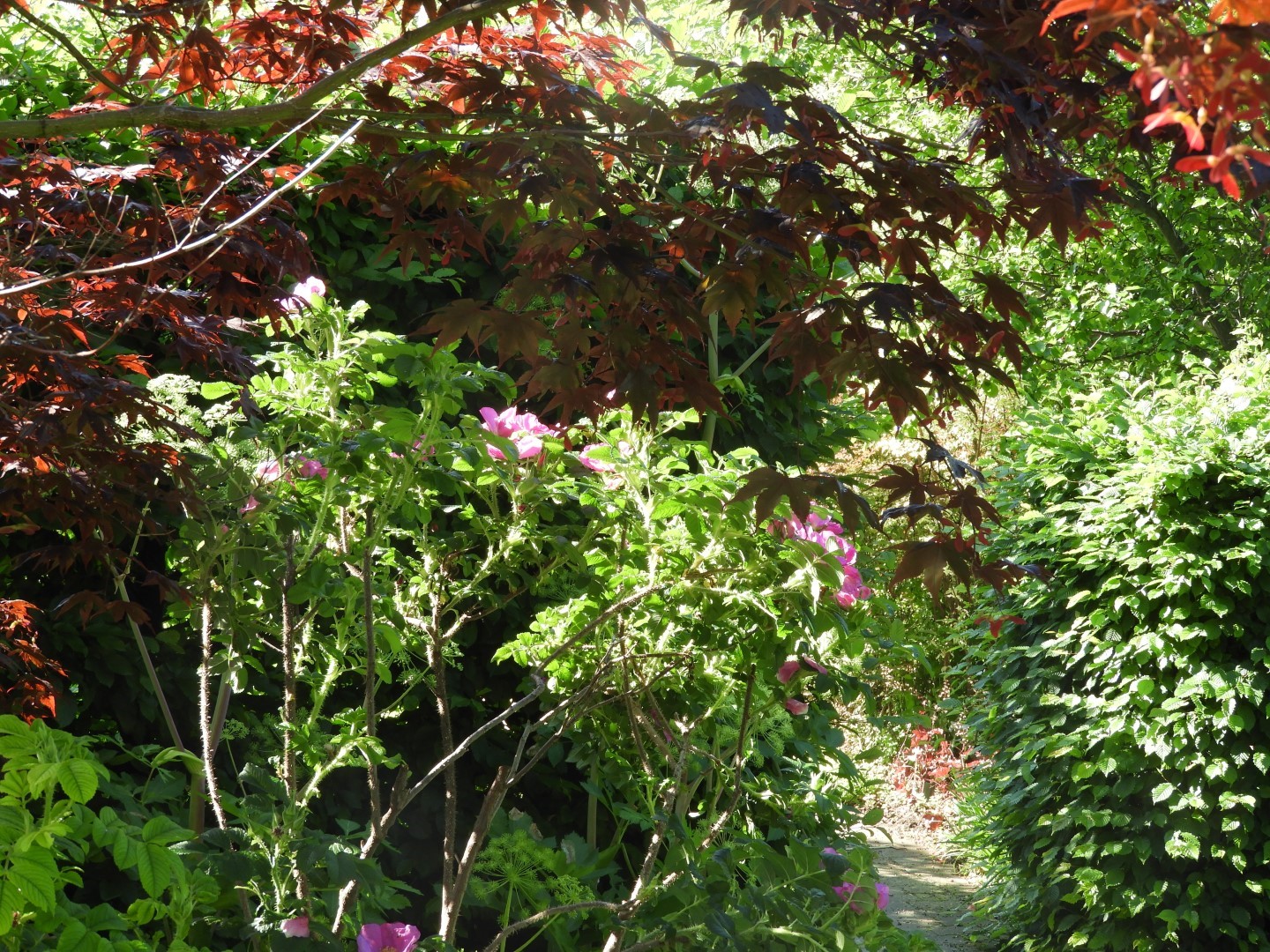Flowers and trees at Edwards Garden-Toronto Botanical Garden ON 7 of 28 (#8522)