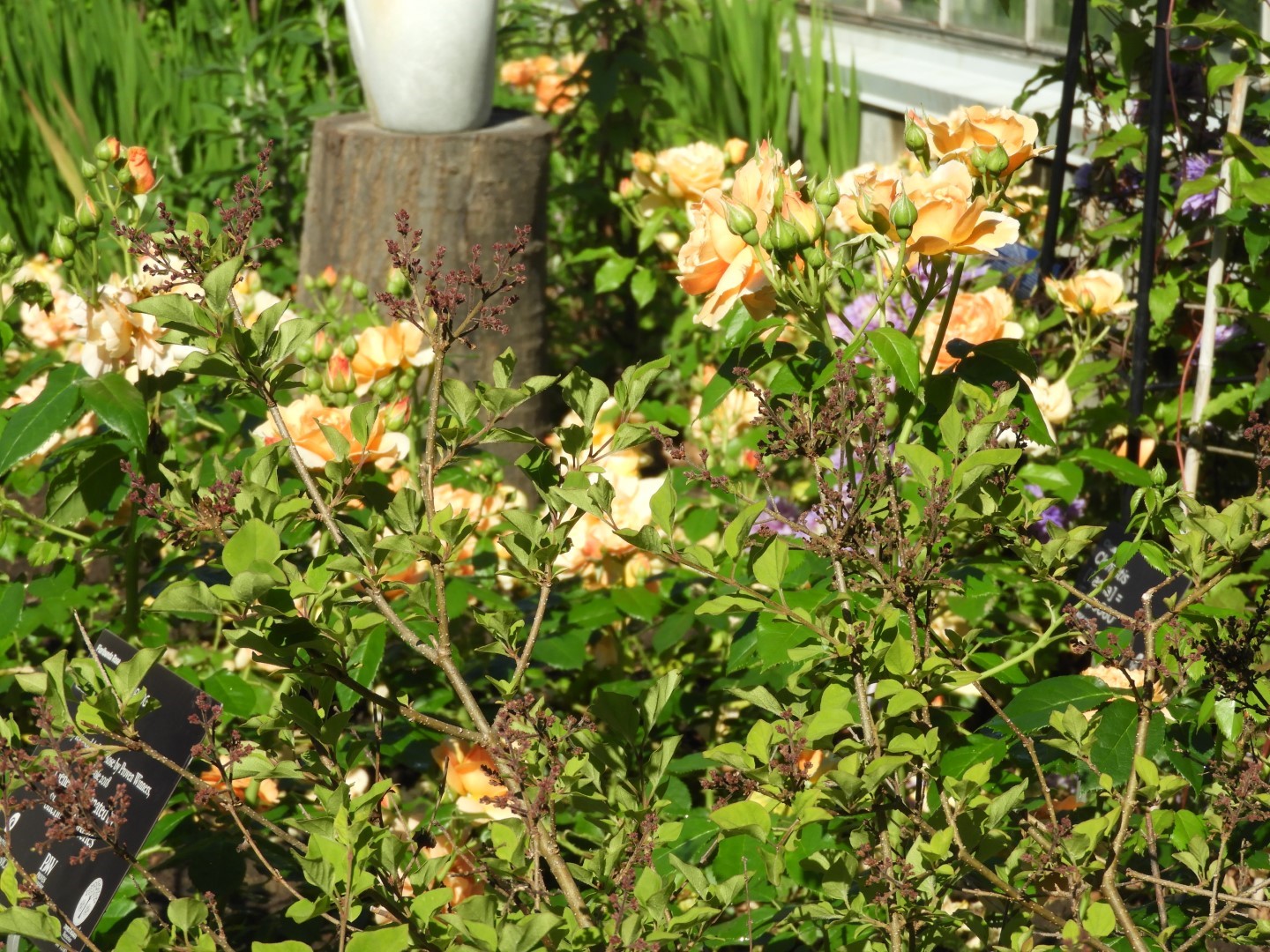 Flowers and trees at Edwards Garden-Toronto Botanical Garden ON 8 of 28 (#8523)