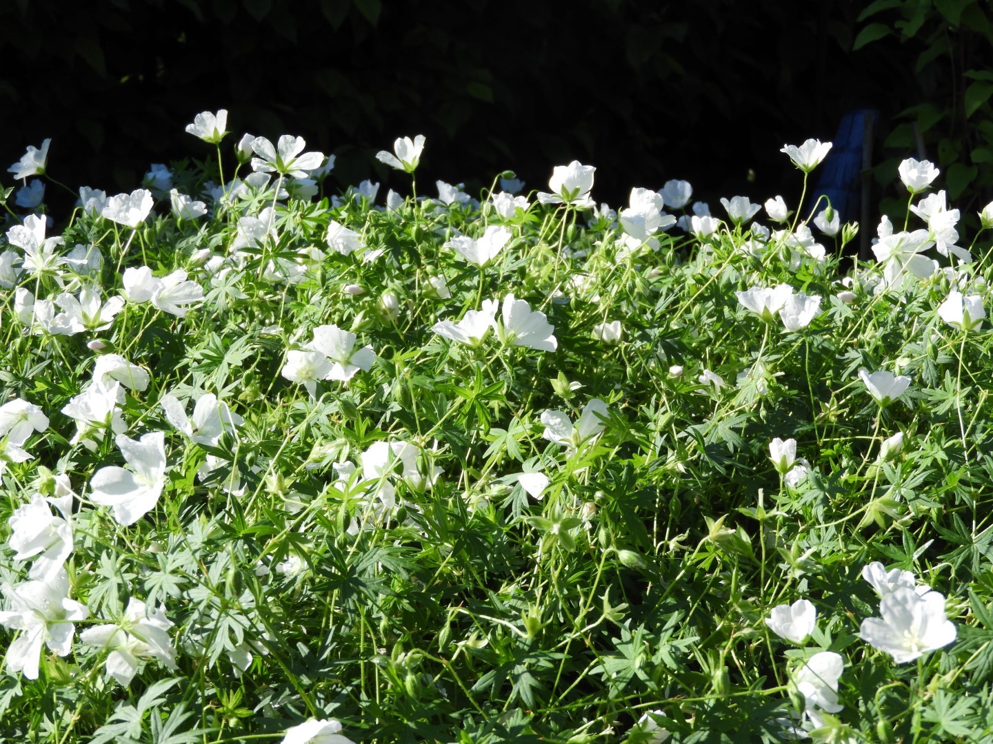 Flowers and trees at Edwards Garden-Toronto Botanical Garden ON 9 of 28 (#8524)