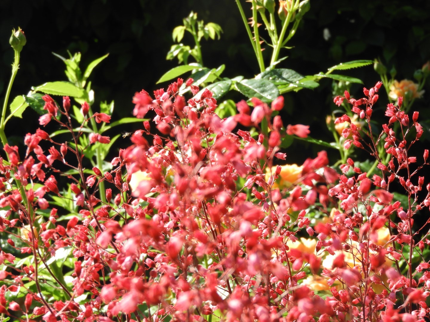 Flowers and trees at Edwards Garden-Toronto Botanical Garden ON 10 of 28 (#8525)