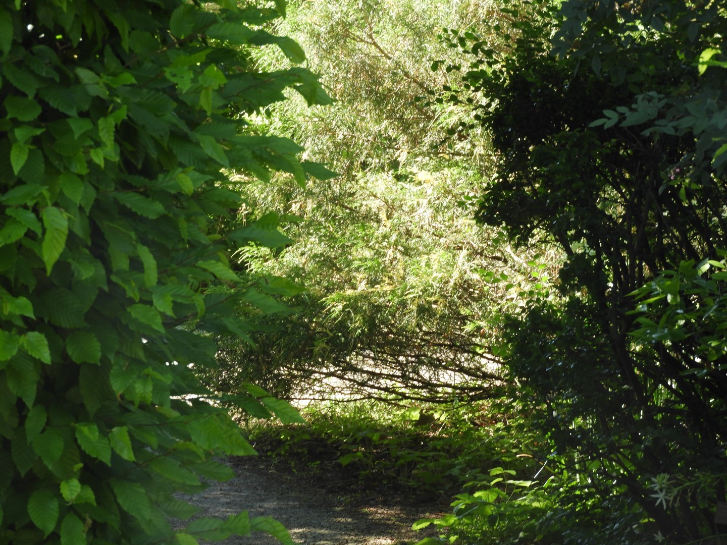 Flowers and trees at Edwards Garden-Toronto Botanical Garden ON 11 of 28 (#8526)