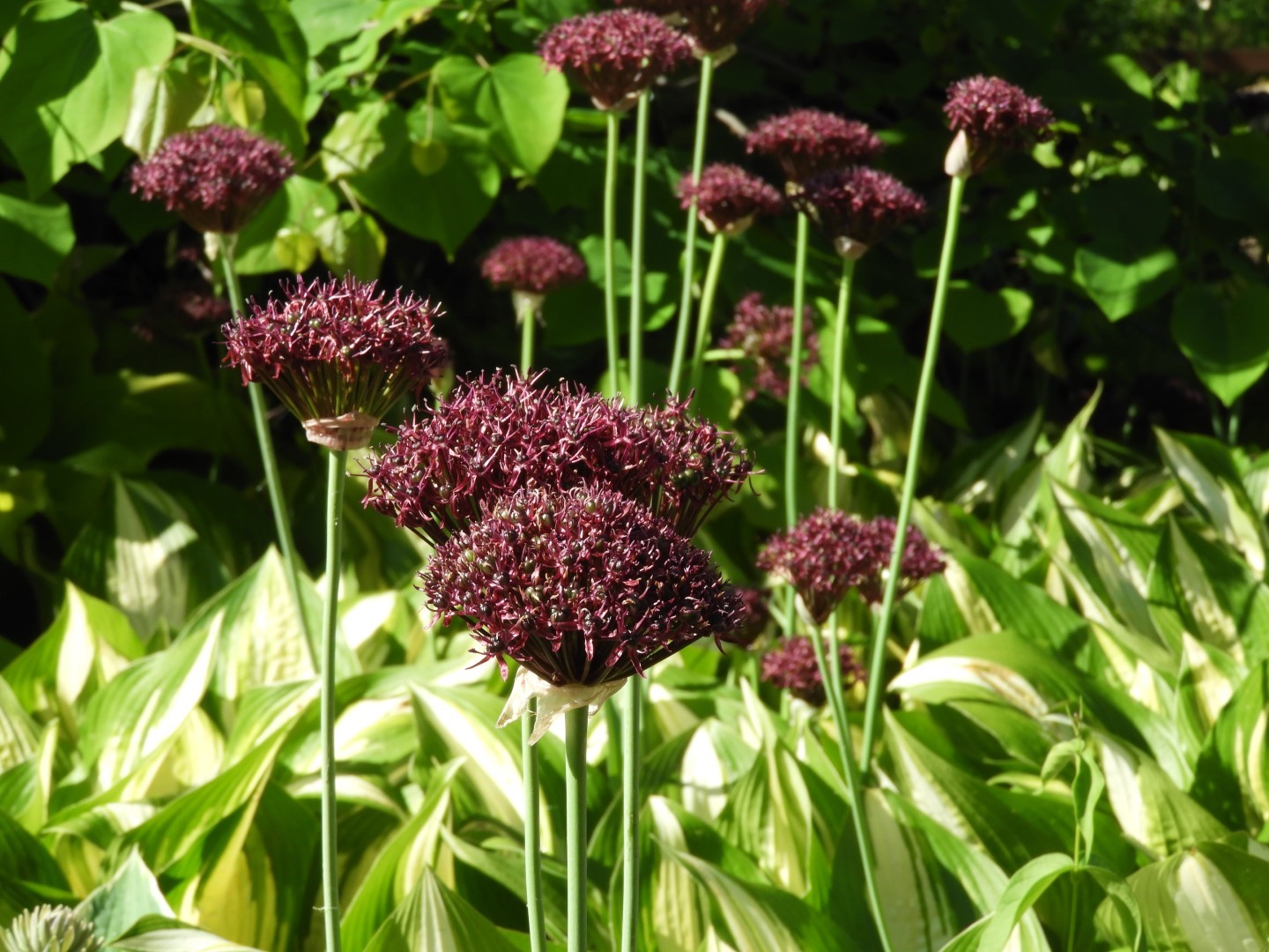 Flowers and trees at Edwards Garden-Toronto Botanical Garden ON 12 of 28 (#8528)