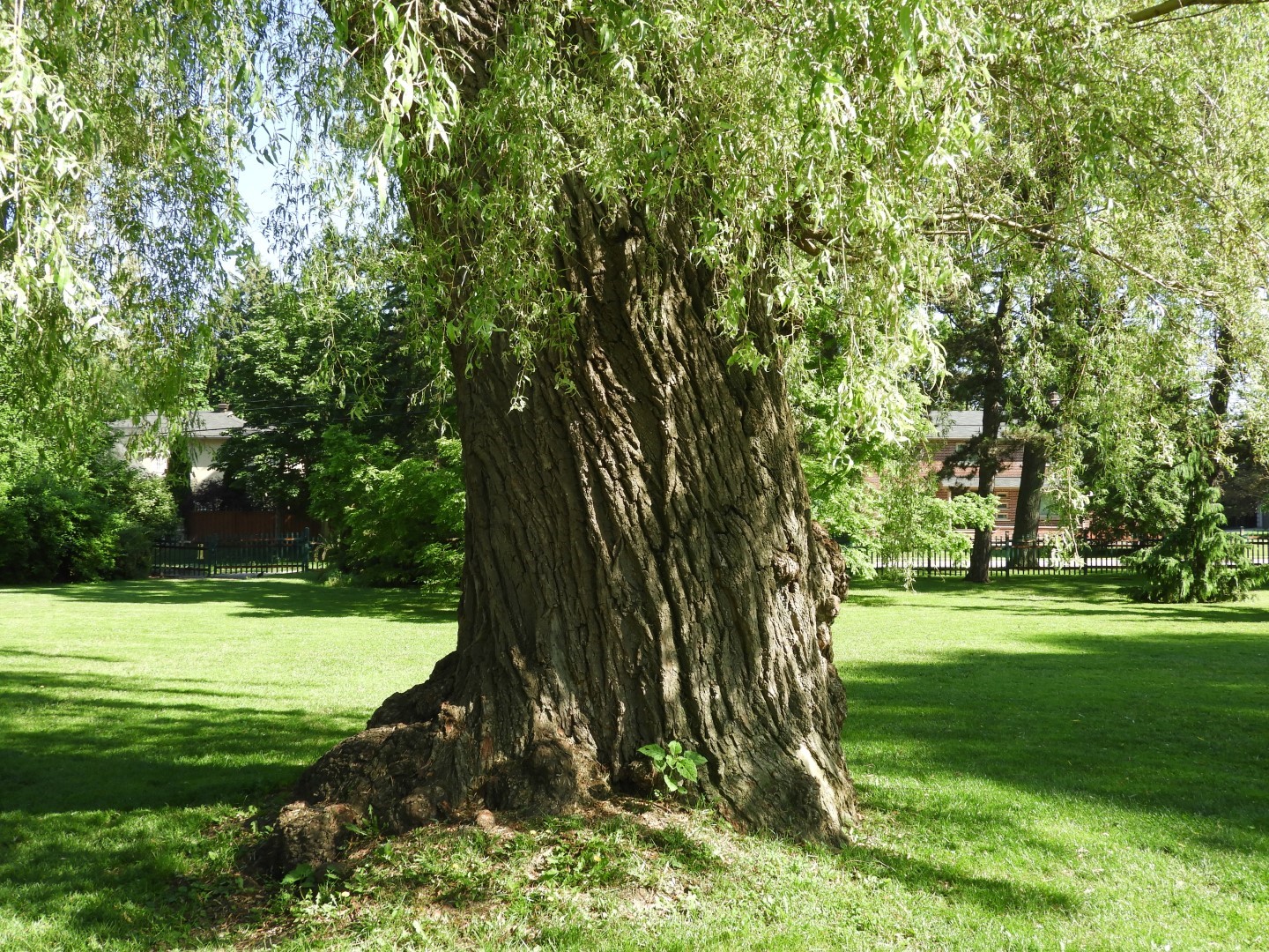 Flowers and trees at Edwards Garden-Toronto Botanical Garden ON 16 of 28 (#8536)
