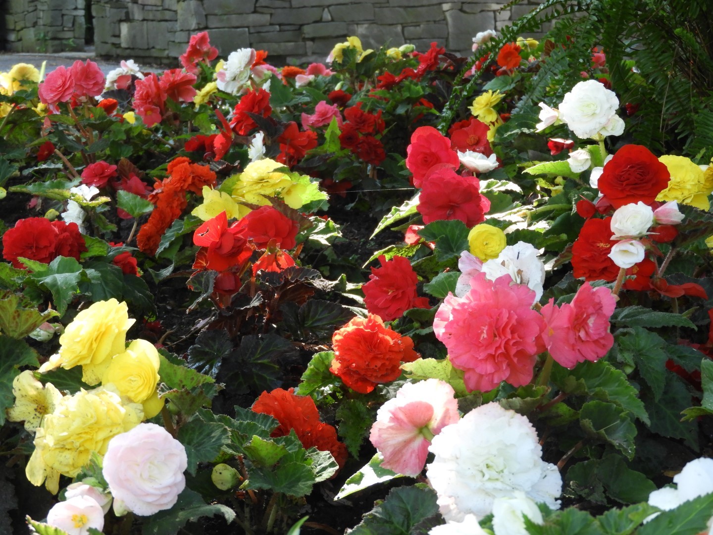 Flowers and trees at Edwards Garden-Toronto Botanical Garden ON 18 of 28 (#8541)