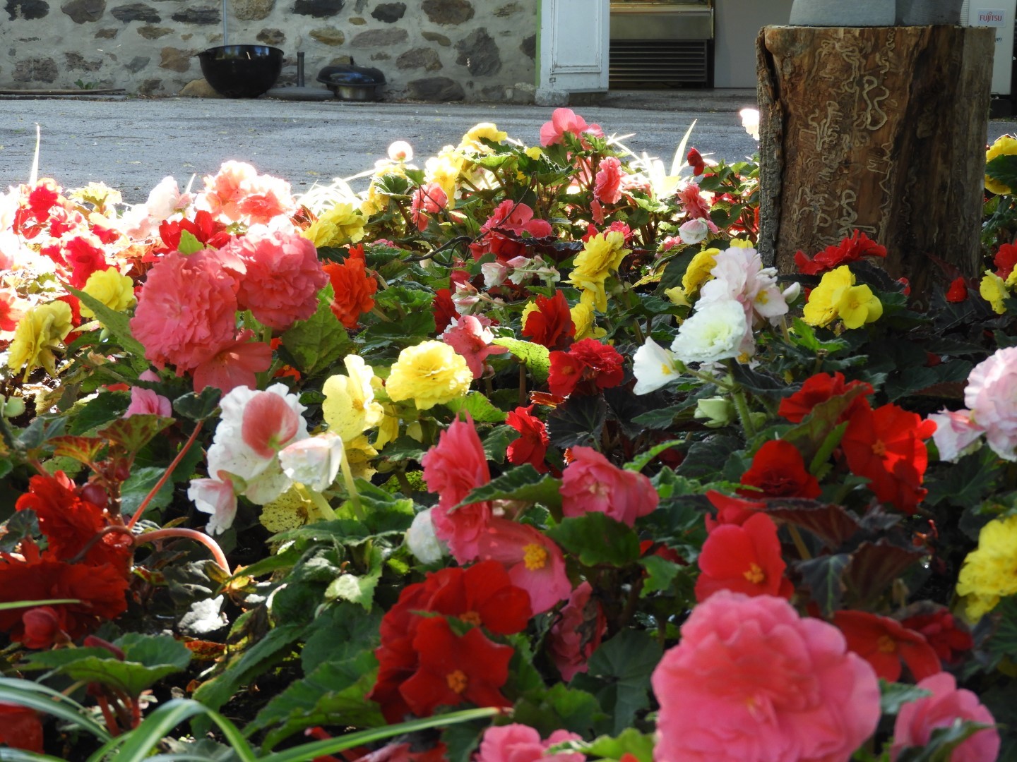Flowers and trees at Edwards Garden-Toronto Botanical Garden ON 19 of 28 (#8542)