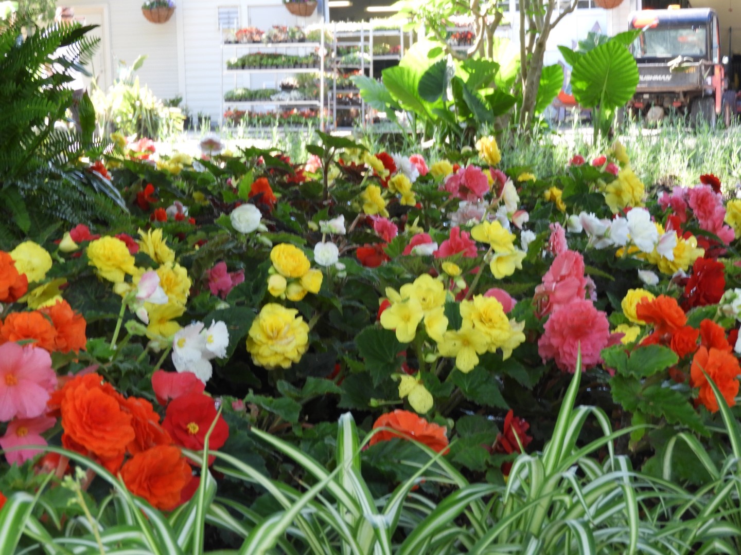 Flowers and trees at Edwards Garden-Toronto Botanical Garden ON 20 of 28 (#8543)