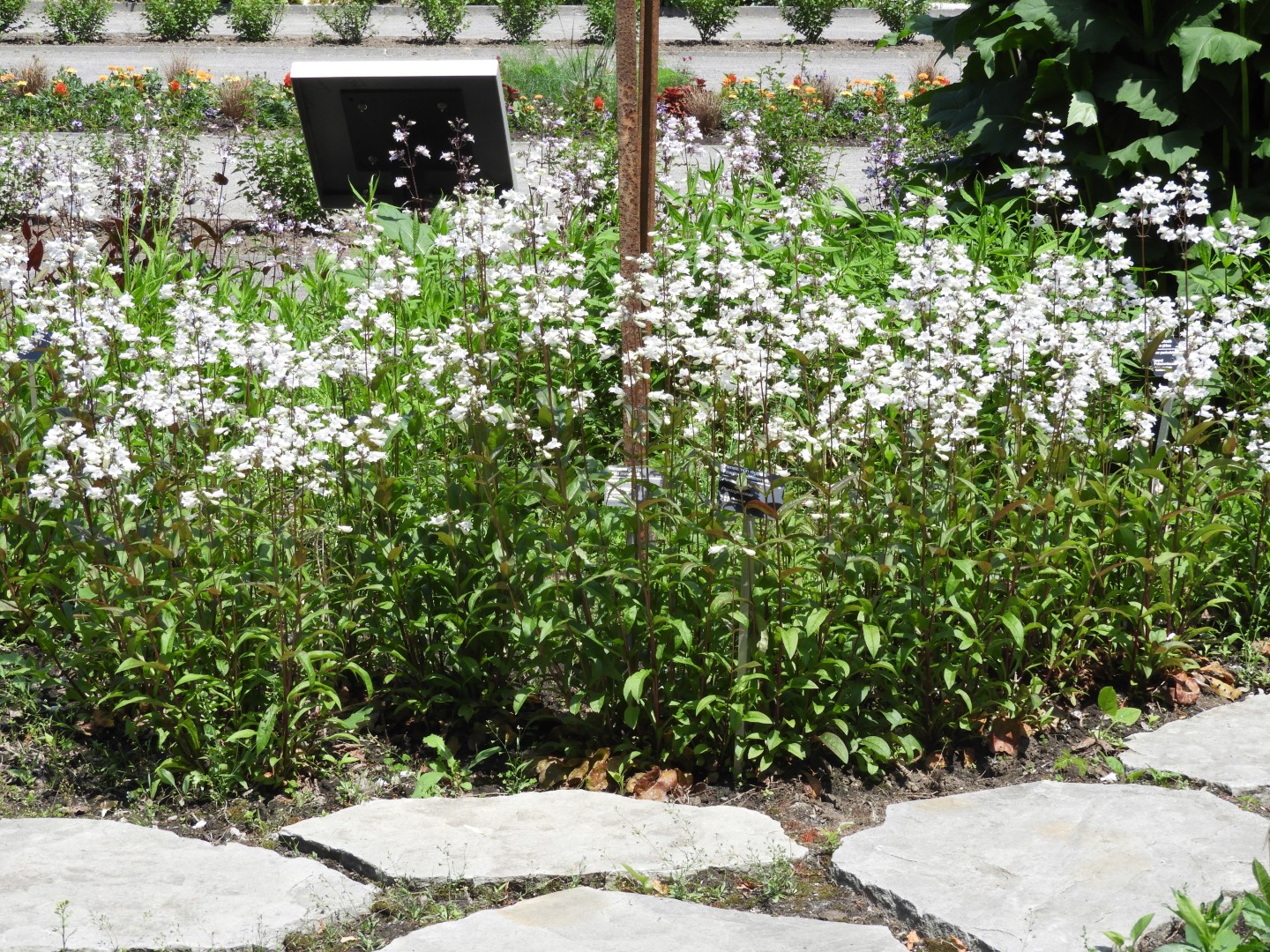 Botanical Garden in Montreal QC 7 of 51 (#8765)