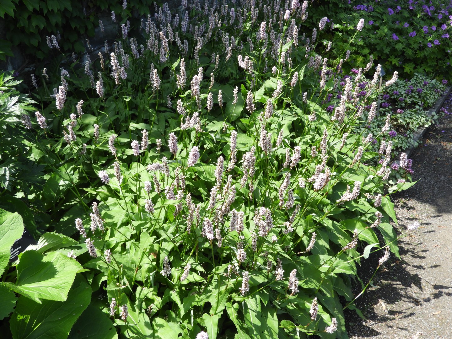 Botanical Garden in Montreal QC 14 of 51 (#8774)