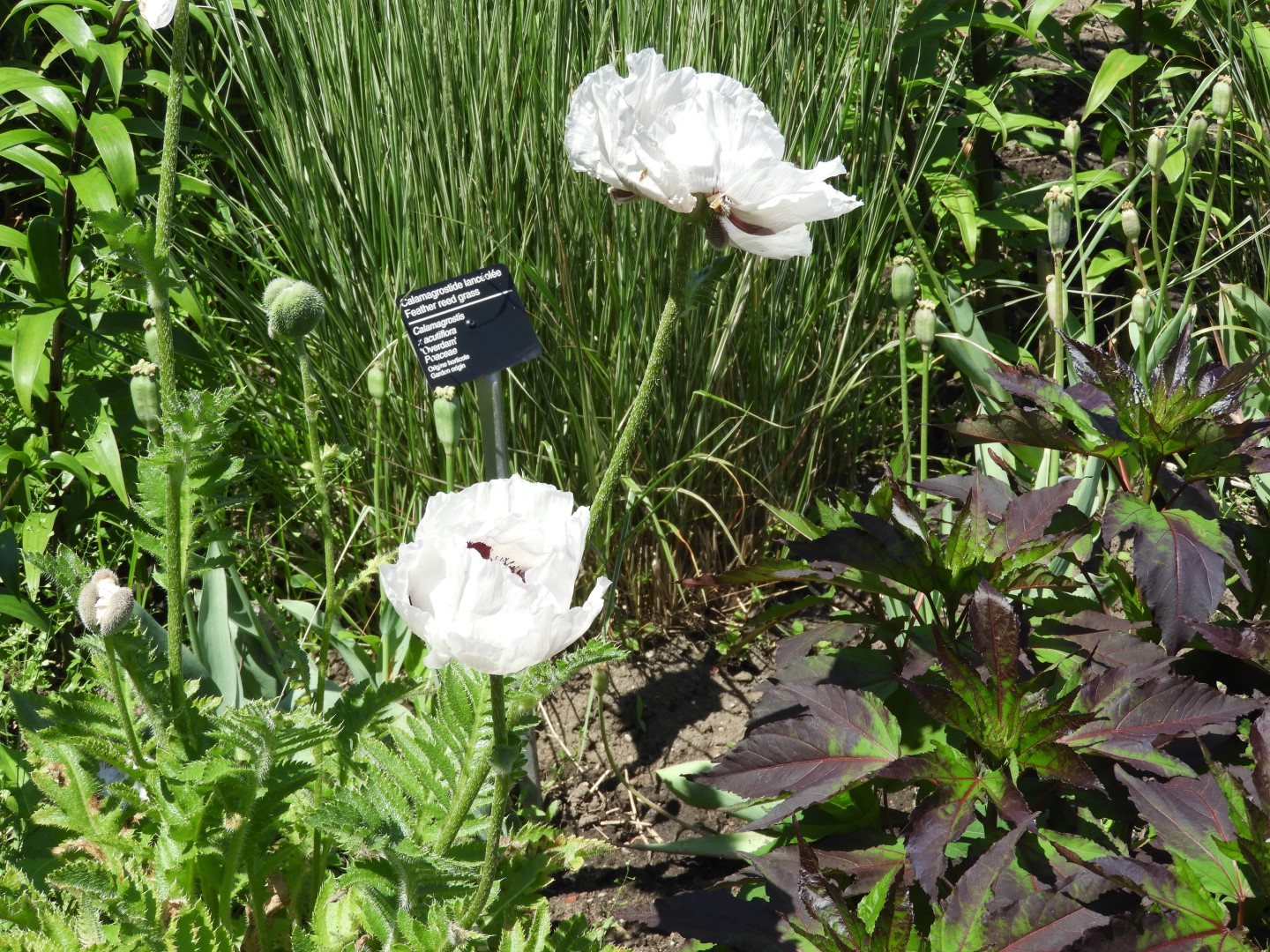 Botanical Garden in Montreal QC 18 of 51 (#8781)