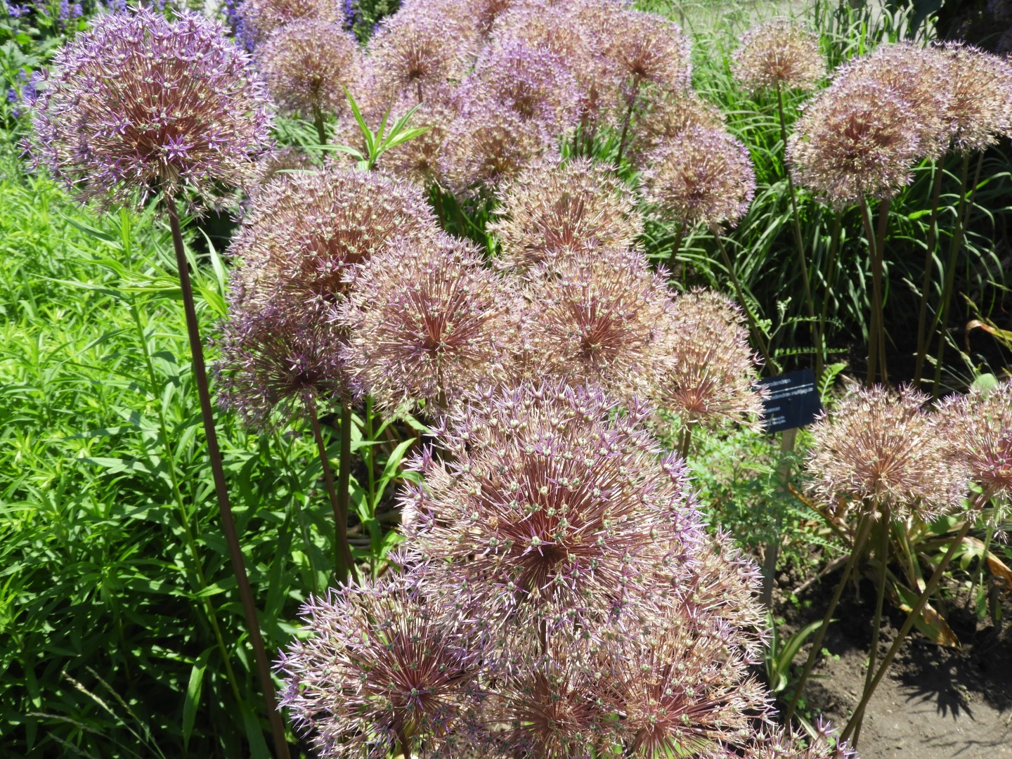 Botanical Garden in Montreal QC 20 of 51 (#8783)