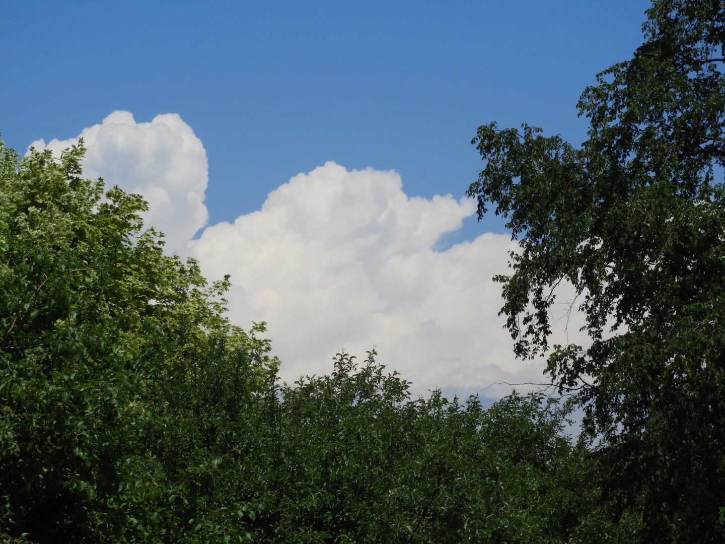 Botanical Garden in Montreal QC 23 of 51 (#8786)