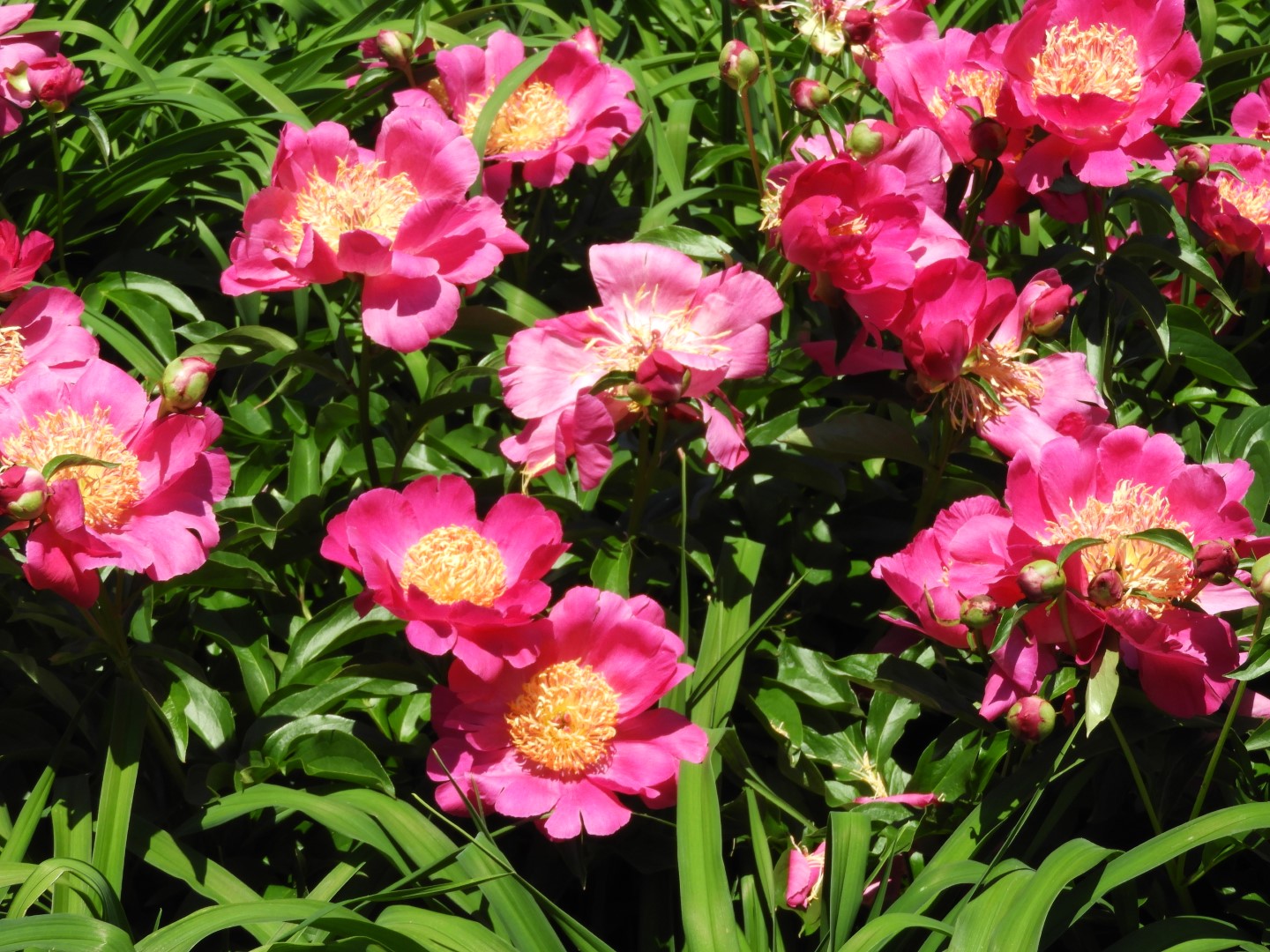 Botanical Garden in Montreal QC 41 of 51 (#8806)