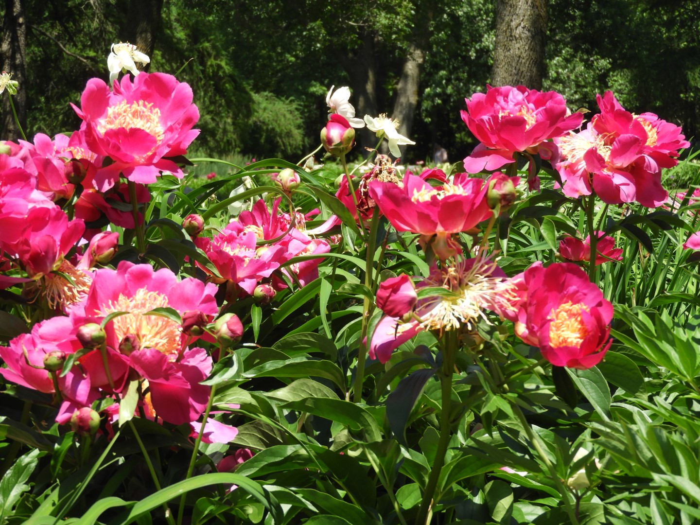 Botanical Garden in Montreal QC 42 of 51 (#8807)