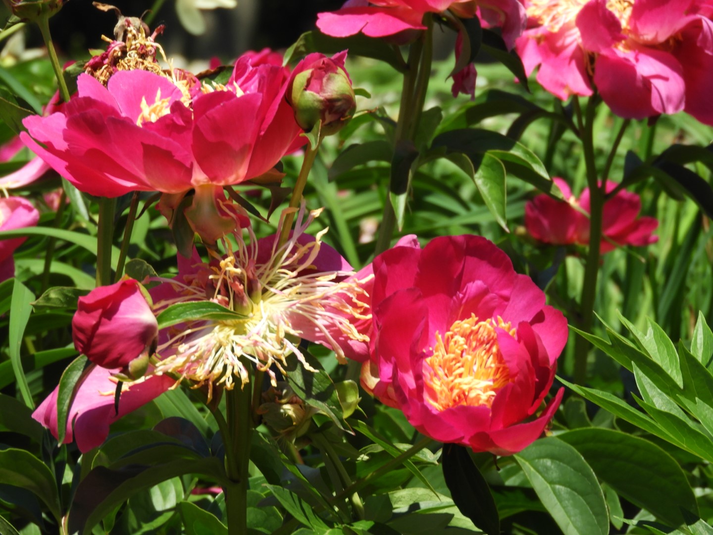 Botanical Garden in Montreal QC 43 of 51 (#8808)