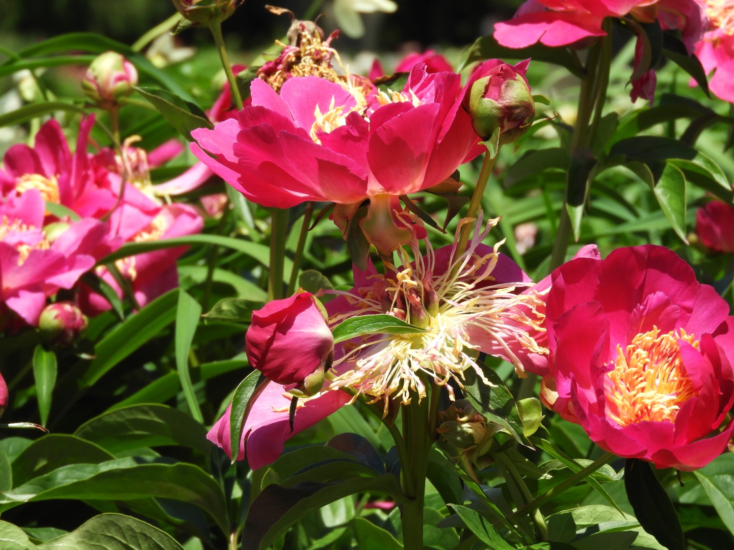 Botanical Garden in Montreal QC 44 of 51 (#8809)