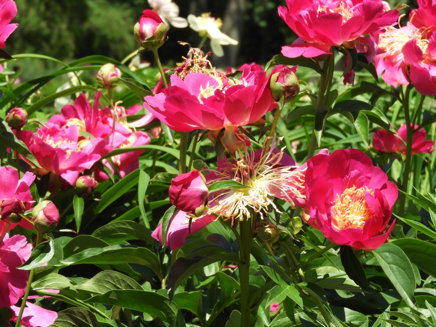 Botanical Garden in Montreal QC 45 of 51 (#8810)