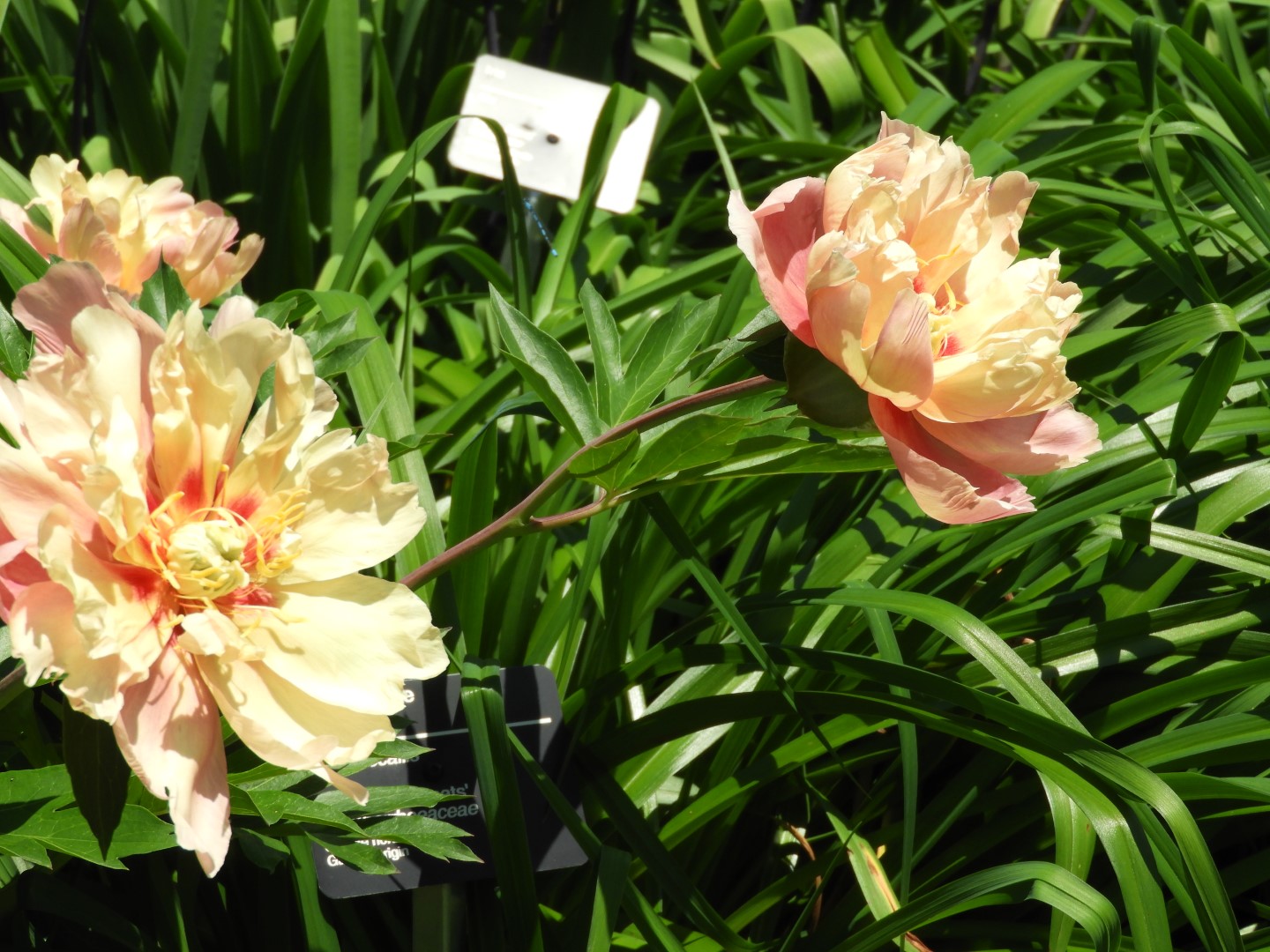 Botanical Garden in Montreal QC 47 of 51 (#8812)