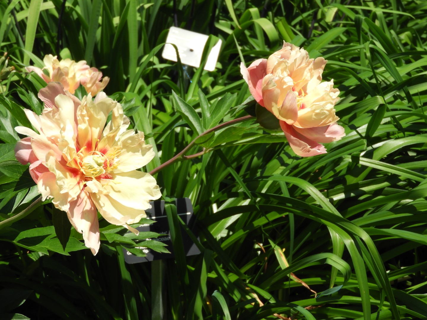 Botanical Garden in Montreal QC 48 of 51 (#8813)