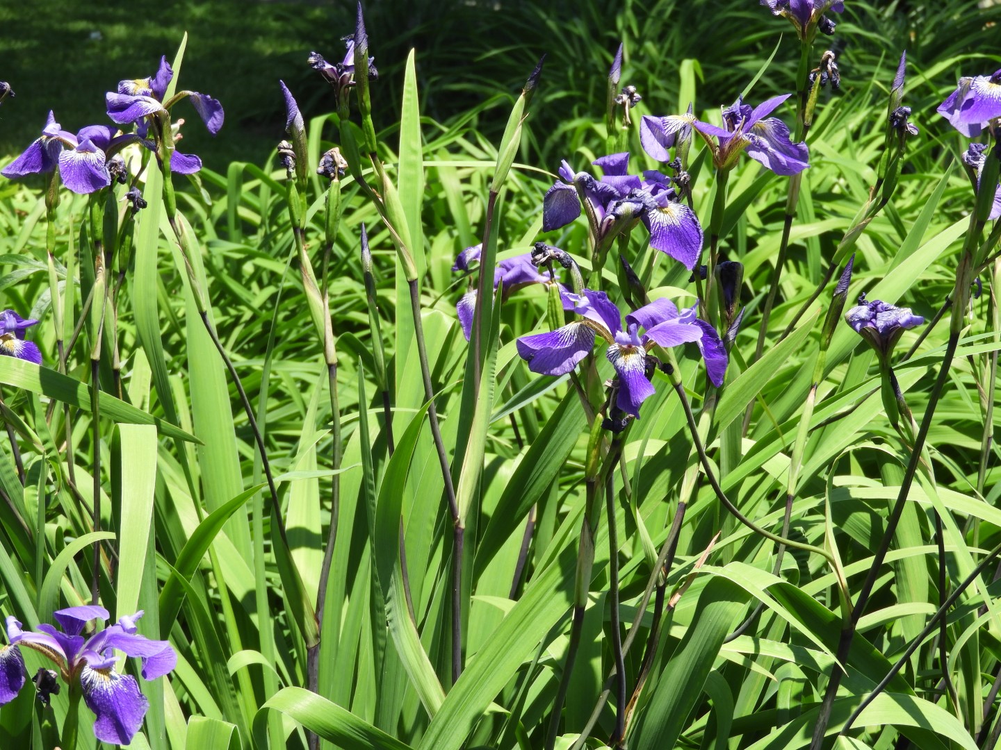 Botanical Garden in Montreal QC 49 of 51 (#8814)