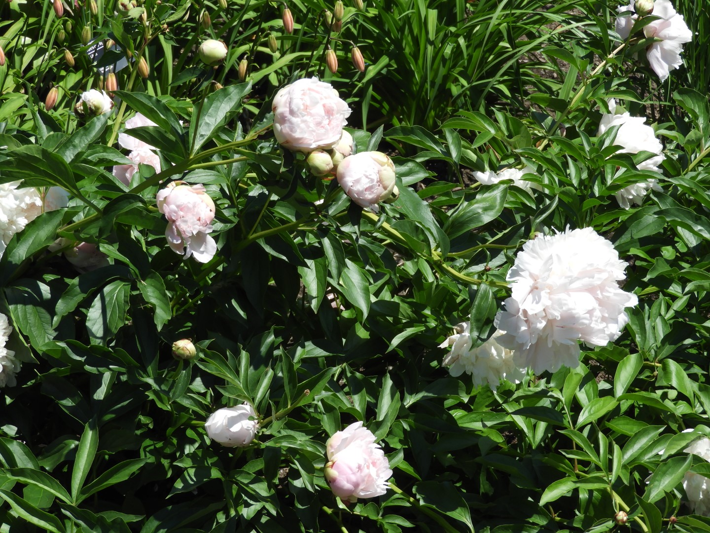 Botanical Garden in Montreal QC 50 of 51 (#8815)