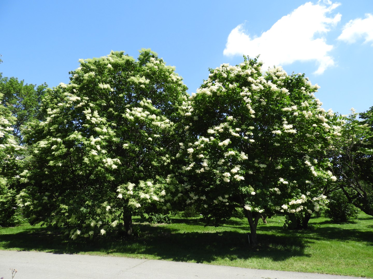 Botanical Garden in Montreal QC 51 of 51 (#8816)