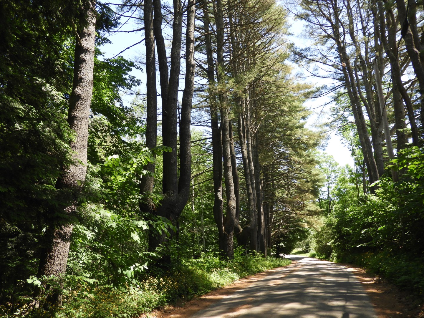 Scenery around Saint Gaudens National Historic Site NH 2 of  8 (#8867)
