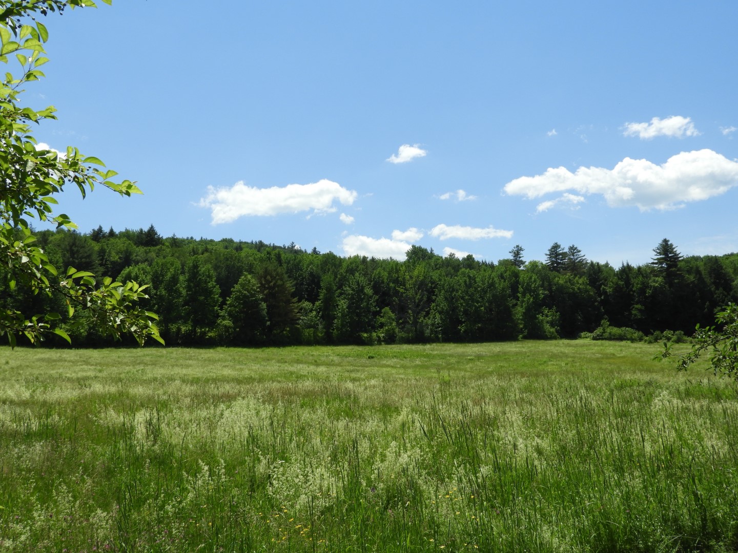 Scenery around Saint Gaudens National Historic Site NH 4 of  8 (#8869)