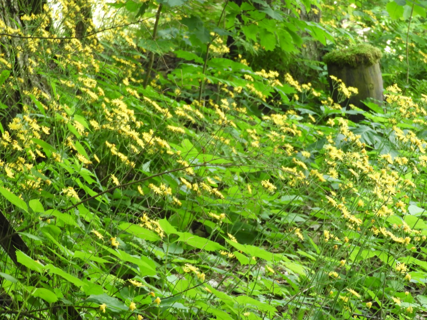 Scenery around Saint Gaudens National Historic Site NH 5 of  8 (#8870)