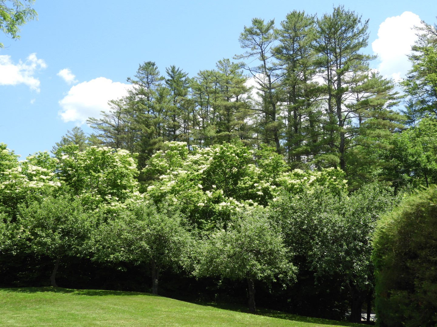 Scenery around Saint Gaudens National Historic Site NH 7 of  8 (#8888)