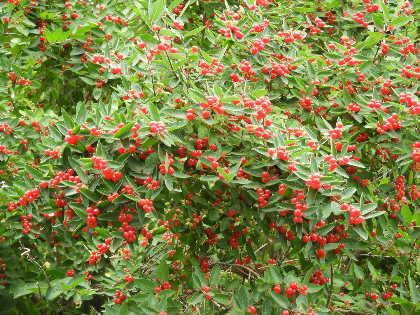 Weir Farm National Historic Site CT 10 of 13 (#8946)