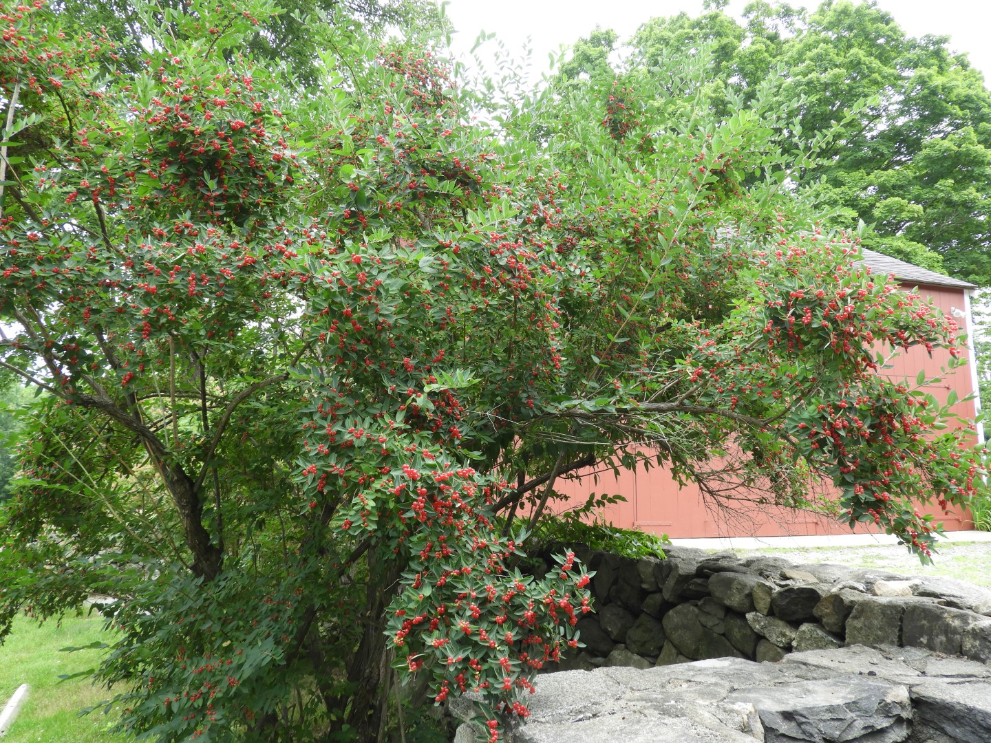 Weir Farm National Historic Site CT 11 of 13 (#8947)