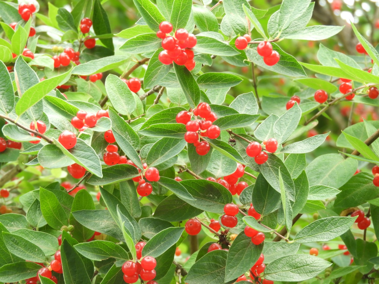 Weir Farm National Historic Site CT 12 of 13 (#8948)