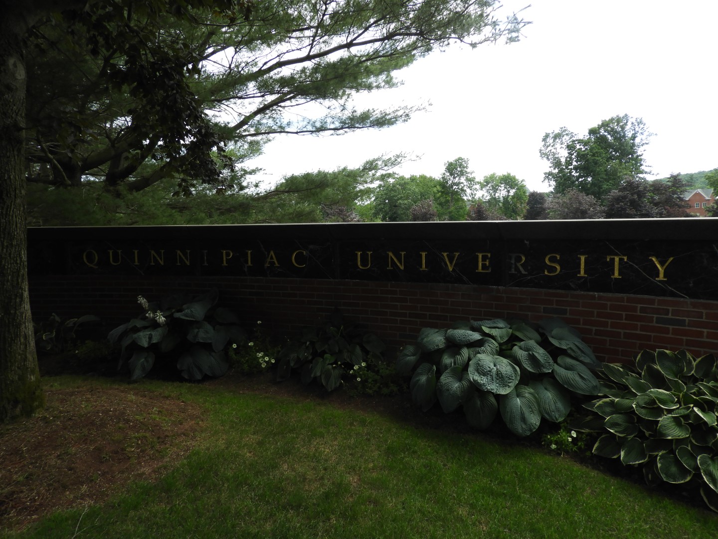Quinnipiac University CT 8 of  9 (#8982)