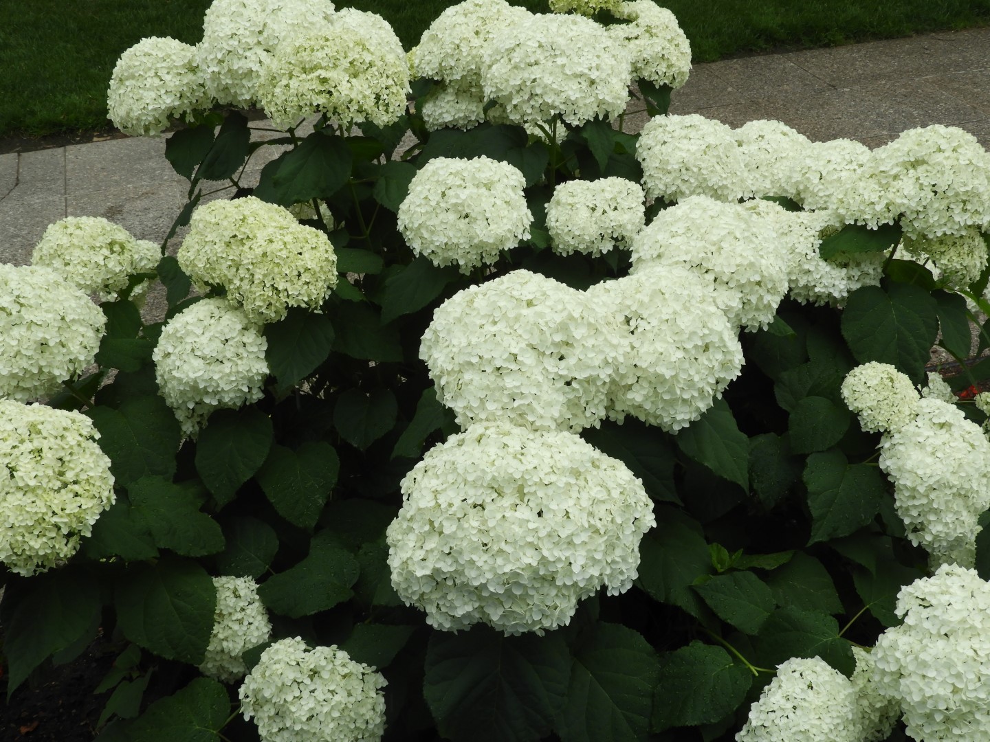 Outside front of Dr. Seuss Museum in Springfield MA  8 of 111 (#9120)