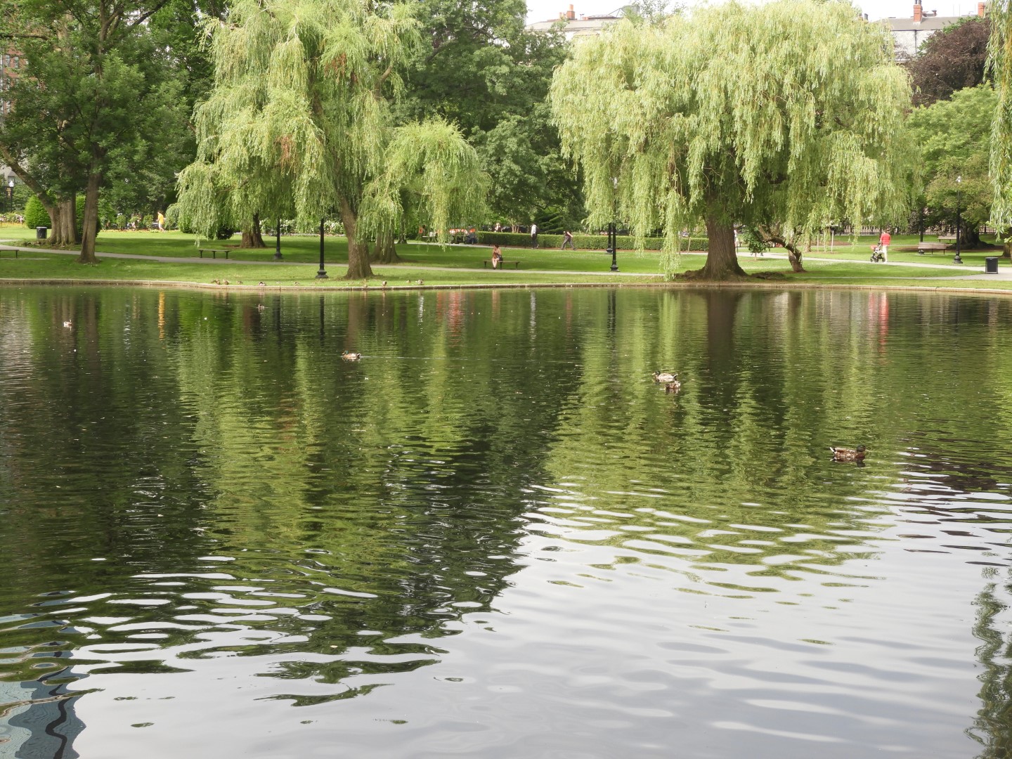 Boston Commons in Boston MA  3 of  9 (#9378)