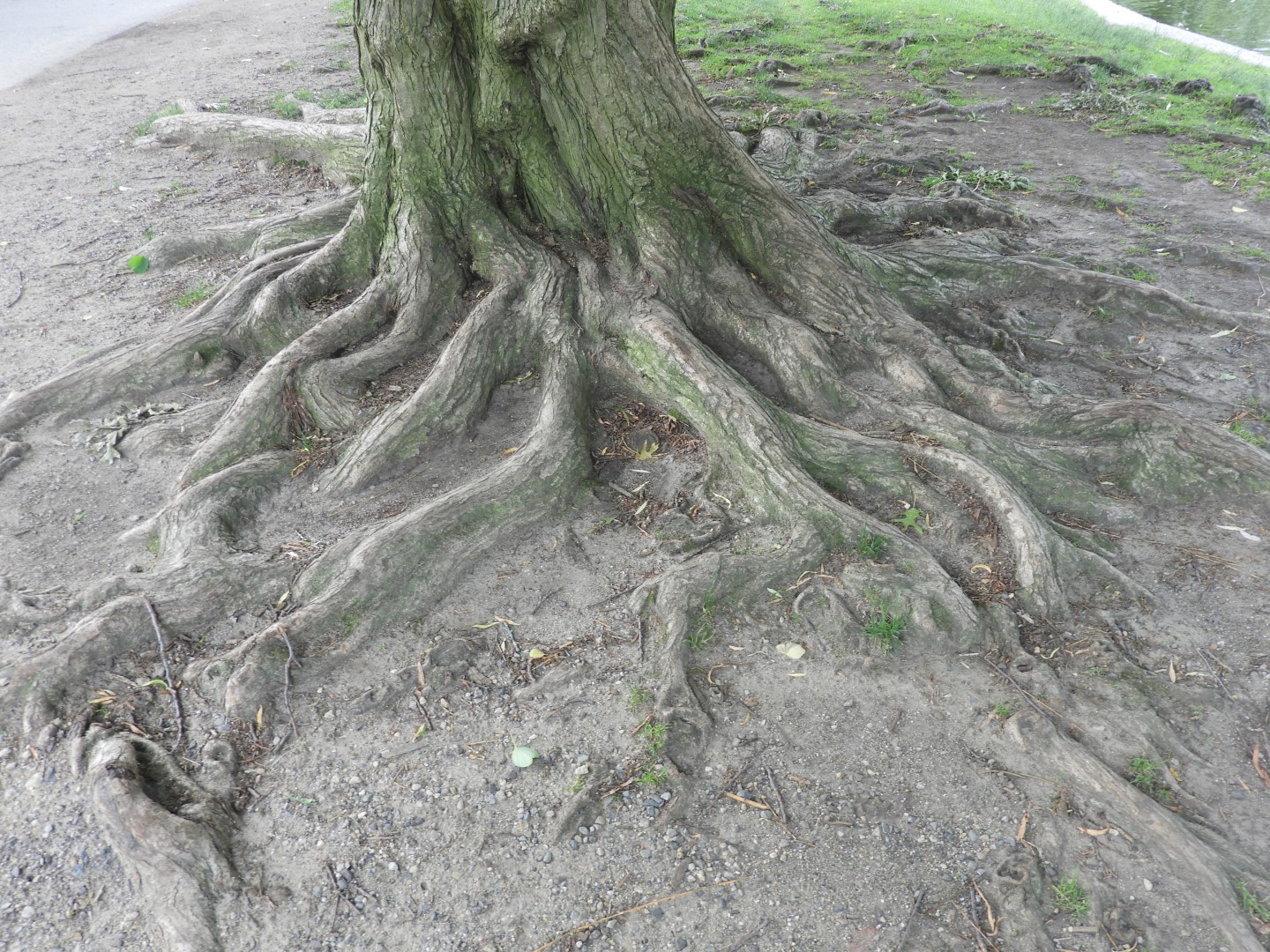 Boston Commons in Boston MA  7 of  9 (#9382)
