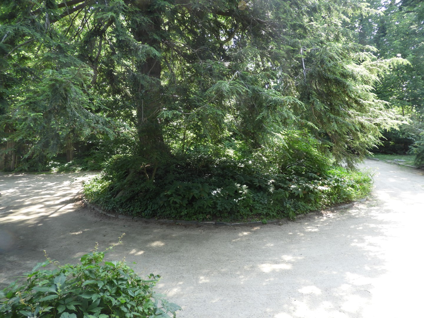 Frederick Law Olmstead National Park in Brookline MA 12 of 25 (#9446)