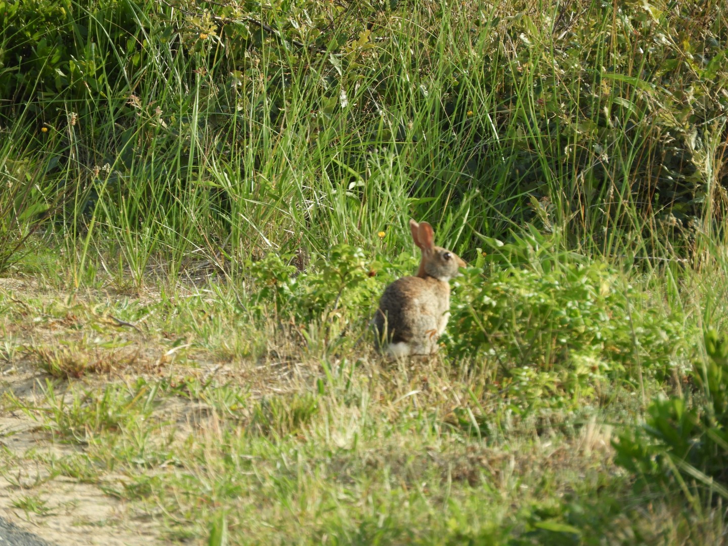 Cape Cod National Seashore at Wellfleet MA 3 of 25 (#9544)
