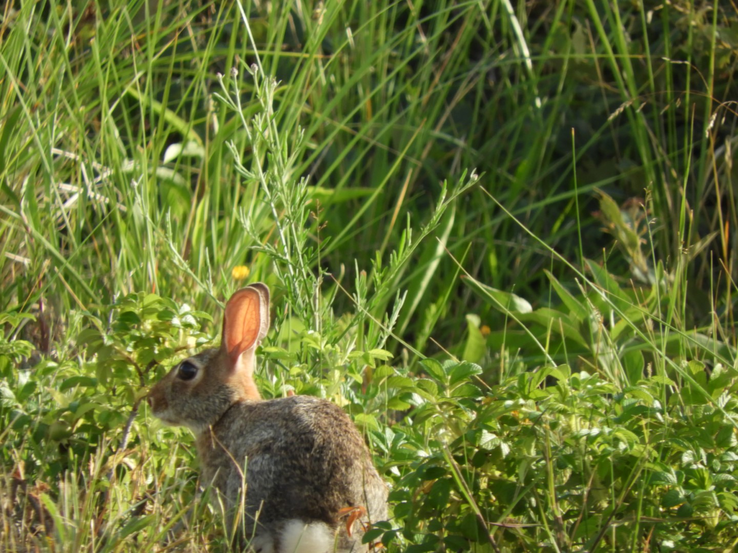 Cape Cod National Seashore at Wellfleet MA 4 of 25 (#9546)