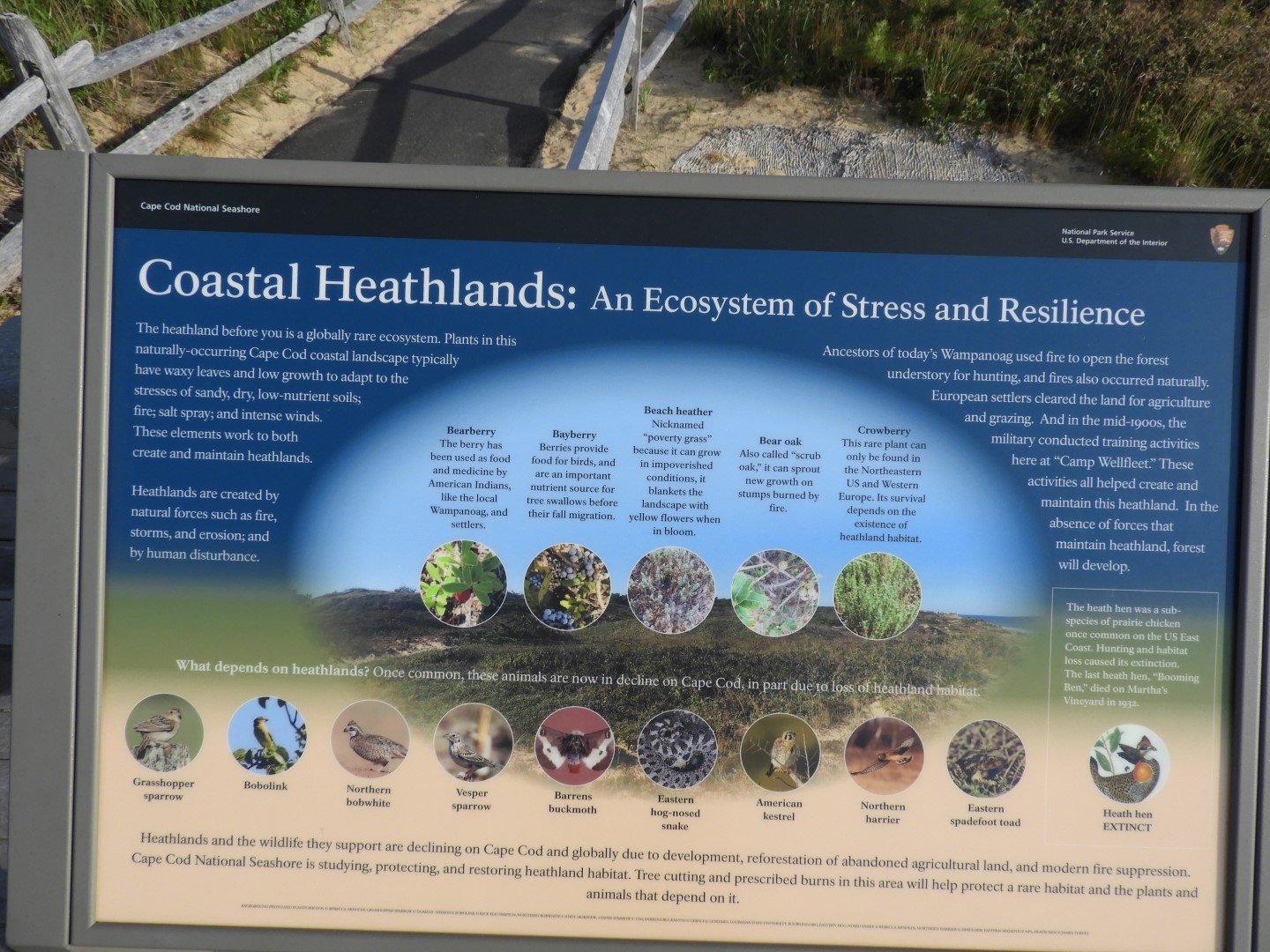 Cape Cod National Seashore at Wellfleet MA 17 of 25 (#9562)